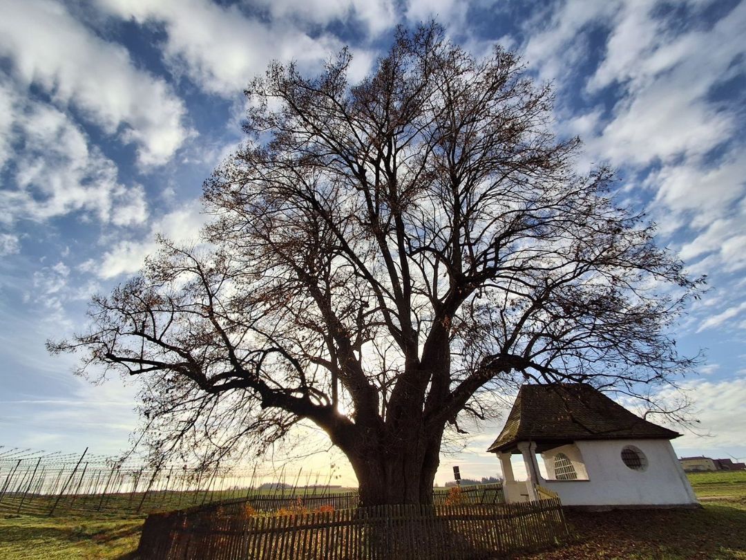 Linde_Monika Kohlhuber_quer