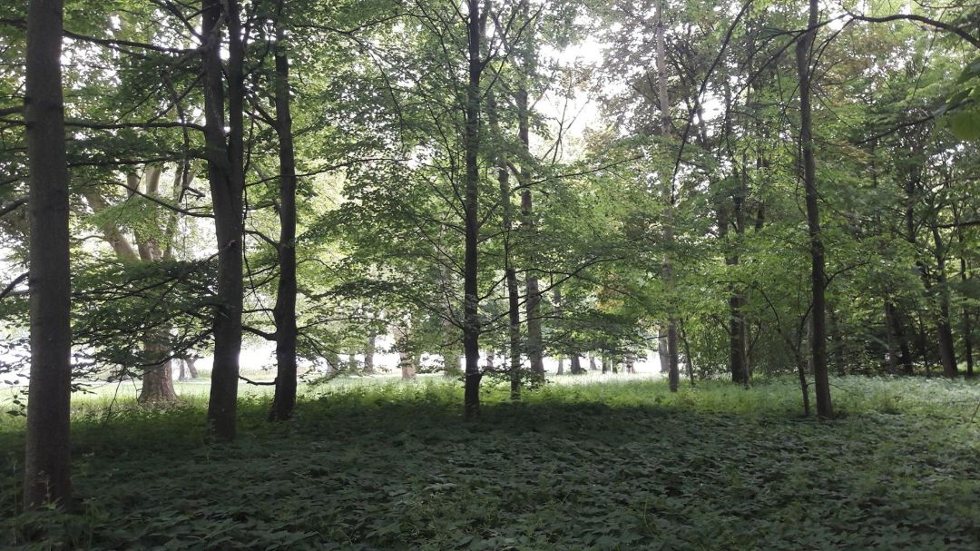 Nat&uuml;rlich gesund_Renate Schw&auml;ricke