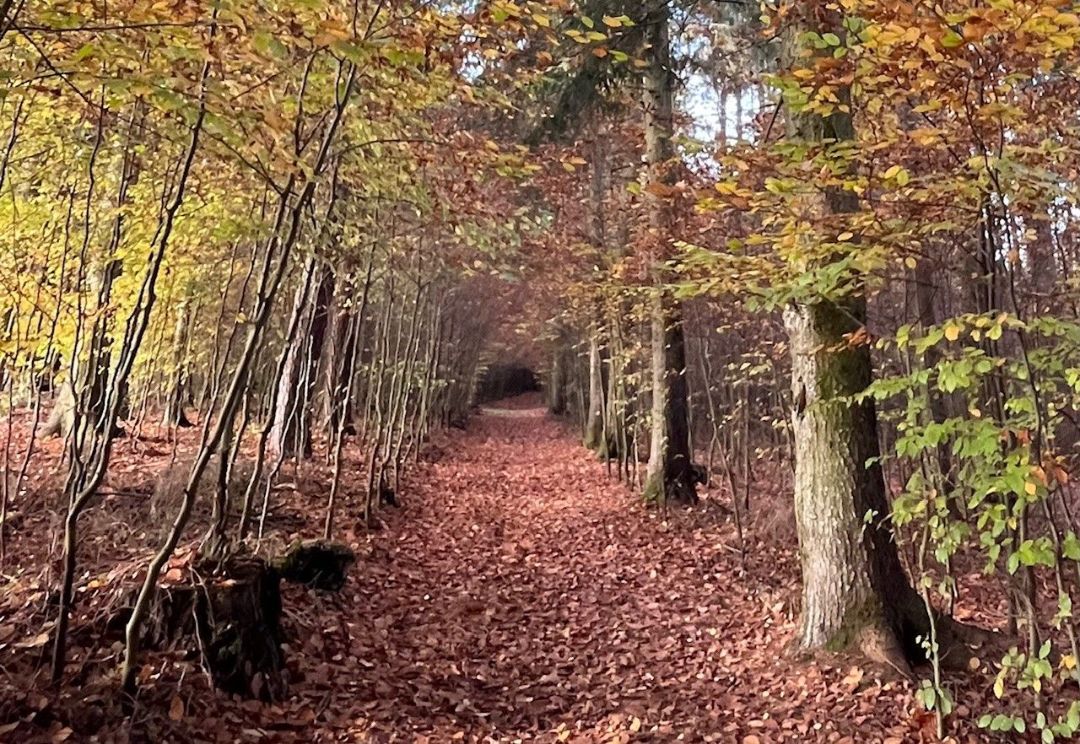 Foto: Susanne Kopp - Herbstwald